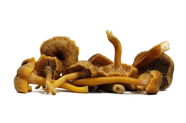 Μανιτάρια Chanterelle BIO