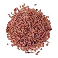 Psyllium